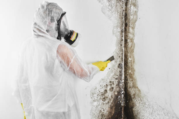 Best Emergency Mold Removal  in Solvay, NY