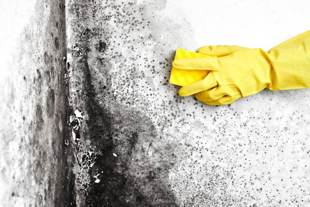 Best Toxic Mold Removal  in Solvay, NY