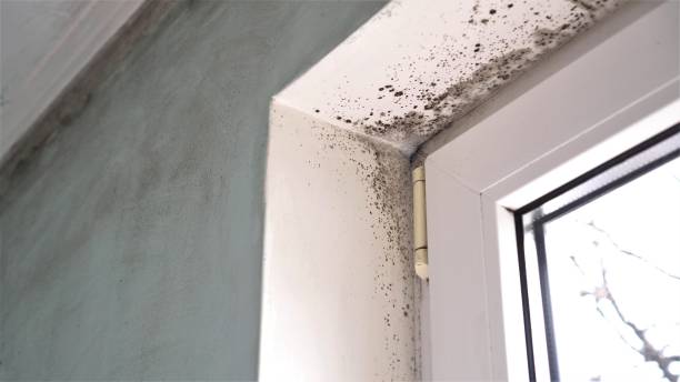 Trusted Solvay, NY Mold Removal Experts