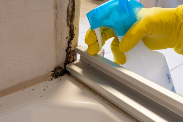 Best Professional Mold Removal  in Solvay, NY