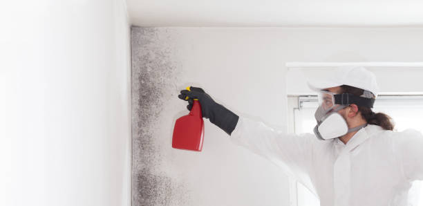 Professional Mold Removal in Solvay, NY