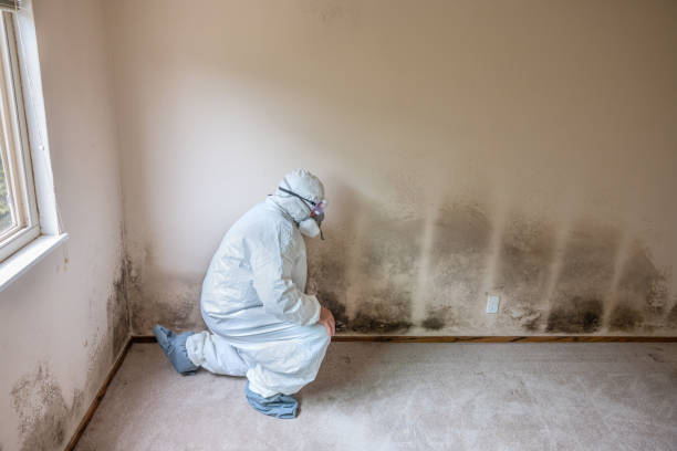 Best Best Mold Removal Companies  in Solvay, NY