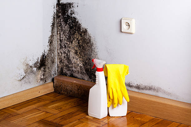 Best Home Mold Removal  in Solvay, NY