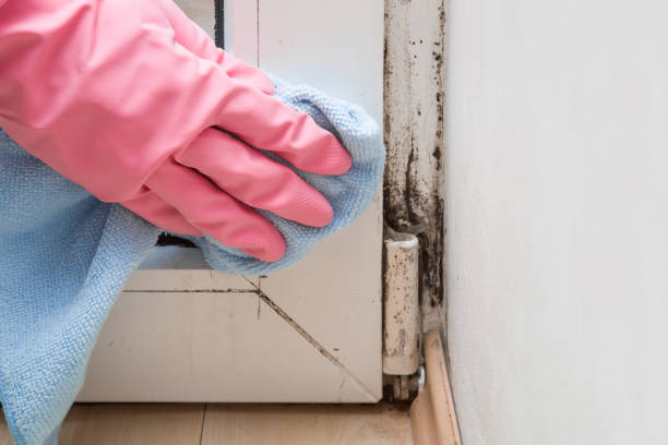 Mold Removal and Inspection in Solvay, NY